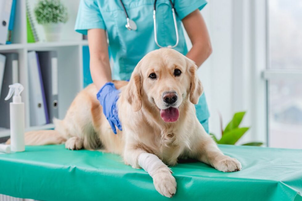 Best Vet Hospital In Roslyn, PA | Hamilton Animal Hospital